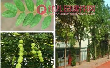 小班科学活动课件PPT《认识树木》PPT课件图片