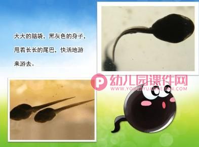 小班科学课件PPT《小蝌蚪变青蛙》PPT课件图片