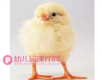 小班科学活动课件PPT《小鸡和小鸭》PPT课件音频图片