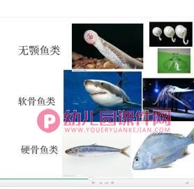 小班科学课件PPT《鱼儿鱼儿水中游》PPT课件图片