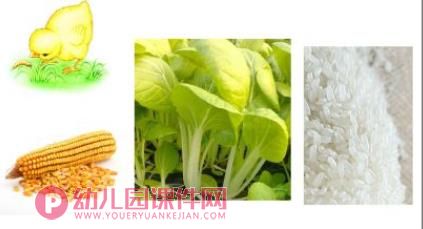 小班科学课件PPT《小鸡、小鸭不一样》PPT课件音乐音频图片