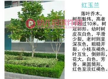 小班科学活动课件PPT《认识树木》PPT课件图片