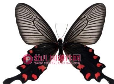 小班科学课件PPT《美丽的蝴蝶》PPT课件图片