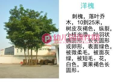 小班科学活动课件PPT《认识树木》PPT课件图片
