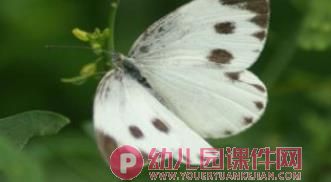 小班科学活动课件PPT《丑丑变美美》PPT课件音乐图片