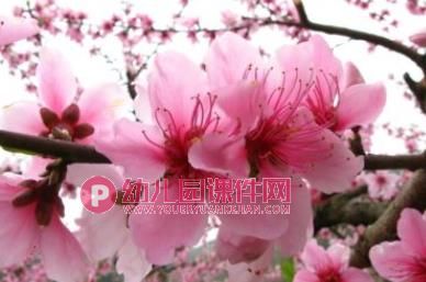 小班科学课件PPT《蝴蝶花》PPT课件图片