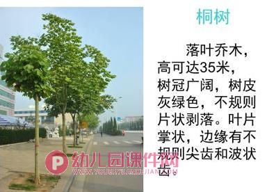 小班科学活动课件PPT《认识树木》PPT课件图片