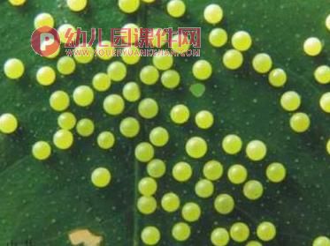 小班科学课件PPT《毛毛虫变蝴蝶》PPT课件图片