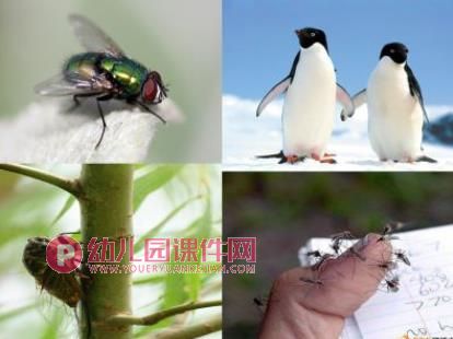 小班科学课件PPT《热闹的夏天》PPT课件图片