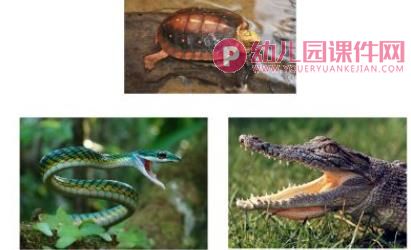 小班科学活动课件PPT《猜猜我是谁》PPT课件音频图片