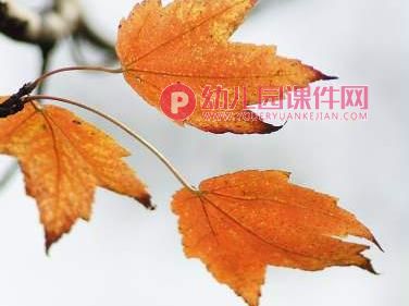 小班科学课件PPT《红红的枫叶》PPT课件图片