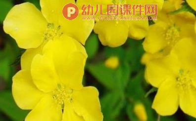 小班科学课件PPT《蝴蝶花》PPT课件图片