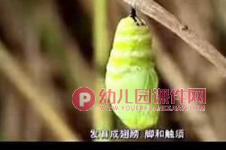 小班科学课件PPT《毛毛虫变蝴蝶》PPT课件图片