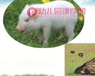 小班科学课件PPT《动物的嗯嗯》PPT课件图片