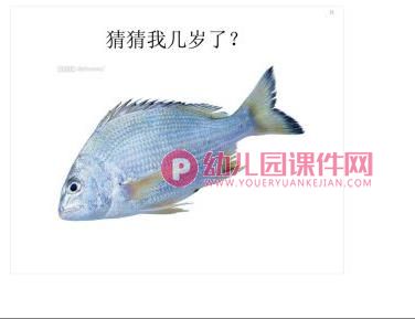 小班科学课件PPT《鱼儿鱼儿水中游》PPT课件图片