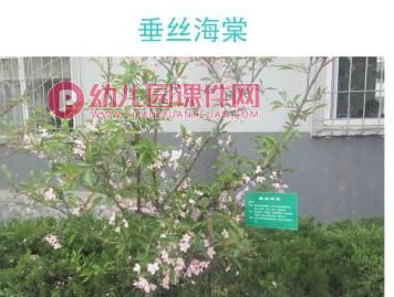 小班科学活动课件PPT《认识树木》PPT课件图片