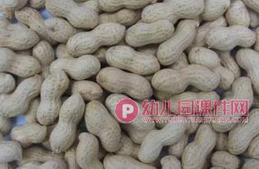 小班科学公开课课件PPT《好吃的花生》PPT课件图片