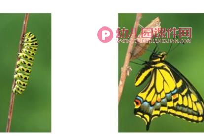 小班科学课件PPT《美丽的蝴蝶》PPT课件图片