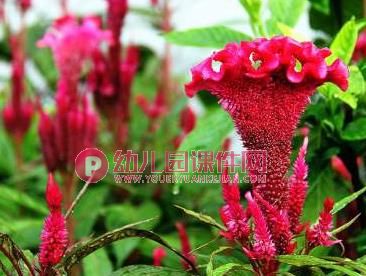小班科学课件课件PPT《花园里的花》PPT课件图片