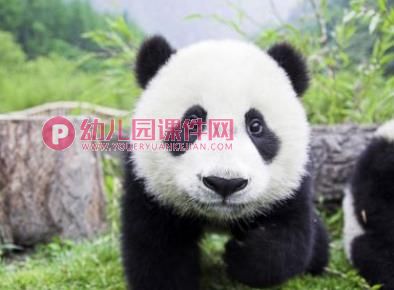 小班科学活动课件PPT《动物的耳朵》PPT课件图片