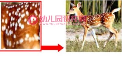 小班科学优质课课件PPT《动物花花衣》PPT课件图片