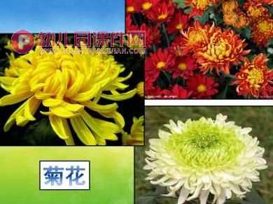 小班科学课件课件PPT《花园里的花》PPT课件图片