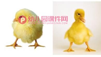 小班科学课件PPT《小鸡、小鸭不一样》PPT课件音乐音频图片