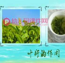 小班科学课件PPT《有趣的树叶》PPT课件图片
