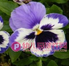 小班科学课件PPT《蝴蝶花》PPT课件图片