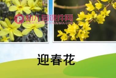 小班科学领域课件PPT《春天的花》PPT课件图片