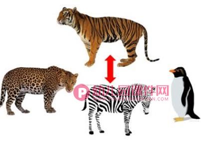 小班科学优质课课件PPT《动物花花衣》PPT课件图片