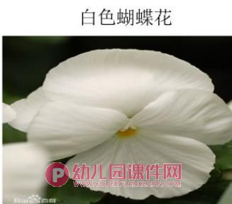 小班科学课件PPT《蝴蝶花》PPT课件图片