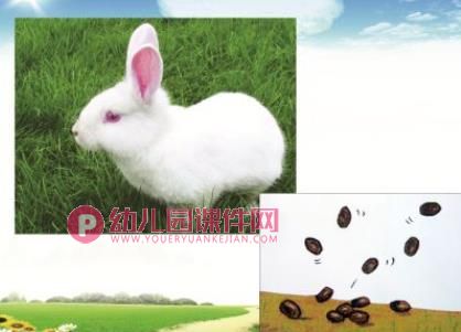 小班科学课件PPT《动物的嗯嗯》PPT课件图片