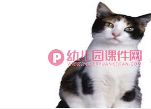 小班科学活动课件PPT《动物的耳朵》PPT课件图片