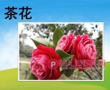 小班科学领域课件PPT《春天的花》PPT课件图片