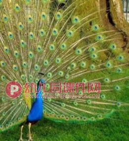 小班科学活动课件PPT《猜猜我是谁》PPT课件音频图片