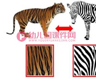 小班科学优质课课件PPT《动物花花衣》PPT课件图片