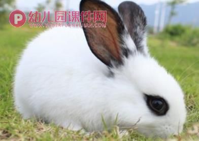 小班科学活动课件PPT《动物的耳朵》PPT课件图片