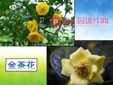 小班科学课件课件PPT《花园里的花》PPT课件图片