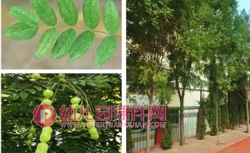 小班科学活动课件PPT《认识树木》PPT课件图片