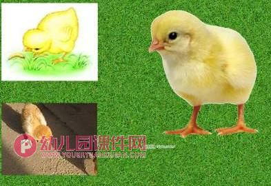 小班科学活动课件PPT《小鸡和小鸭》PPT课件音频图片