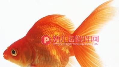 小班科学课件PPT《不能少的尾巴》PPT课件图片