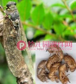 小班科学课件PPT《热闹的夏天》PPT课件图片