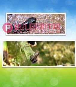 小班科学课件PPT《小蝌蚪变青蛙》PPT课件图片
