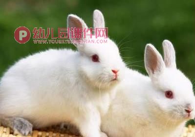 小班科学课件PPT《可爱的兔子》PPT课件图片