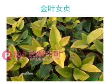 小班科学活动课件PPT《认识树木》PPT课件图片
