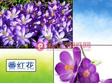 小班科学课件课件PPT《花园里的花》PPT课件图片