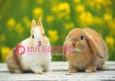 小班科学课件PPT《可爱的兔子》PPT课件图片