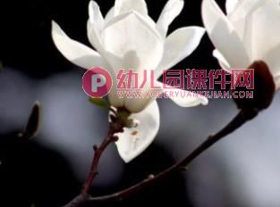 小班科学课件PPT《蝴蝶花》PPT课件图片