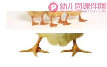 小班科学课件PPT《小鸡、小鸭不一样》PPT课件音乐音频图片